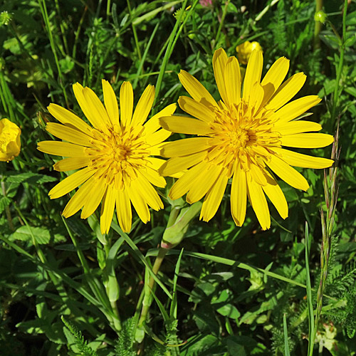 Östlicher Wiesen-Bocksbart / Tragopogon pratensis ssp. orientale